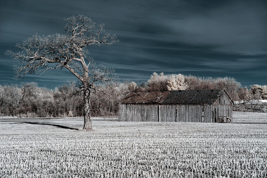 That Shed on 138 -  tobacco shed and oak tree in corn stubble field near Stoughton WI Photograph by Peter Herman