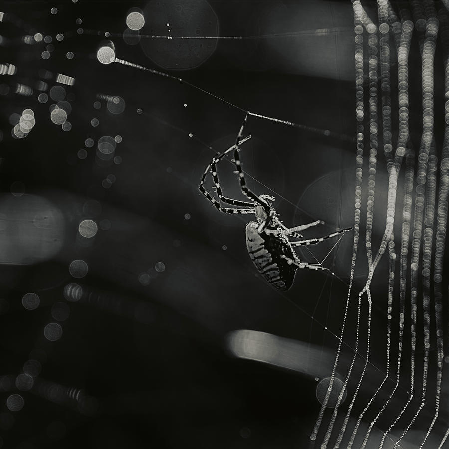 That Tangled Web We Weave Photograph by Sue Capuano