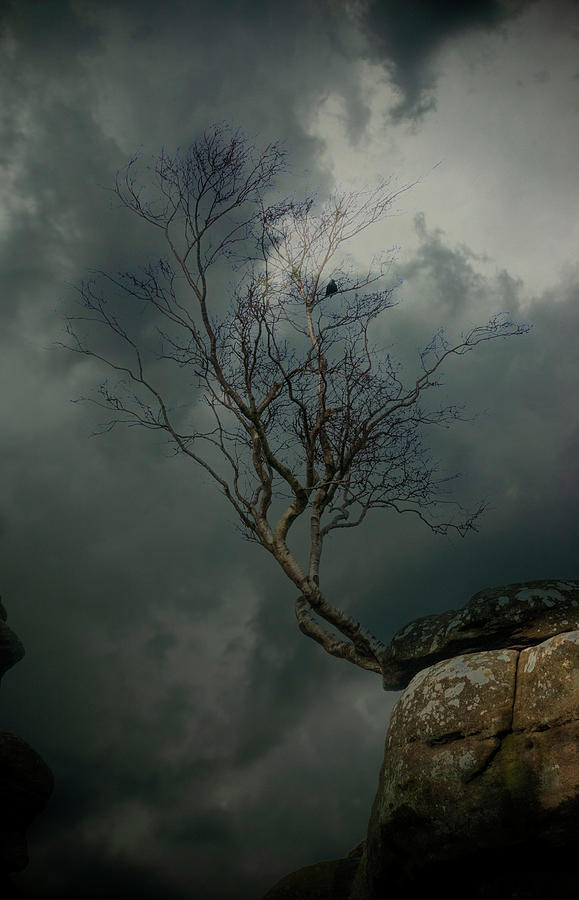 Brimham Rocks Photograph - That Tree At Brimham Rocks by Clive Beake