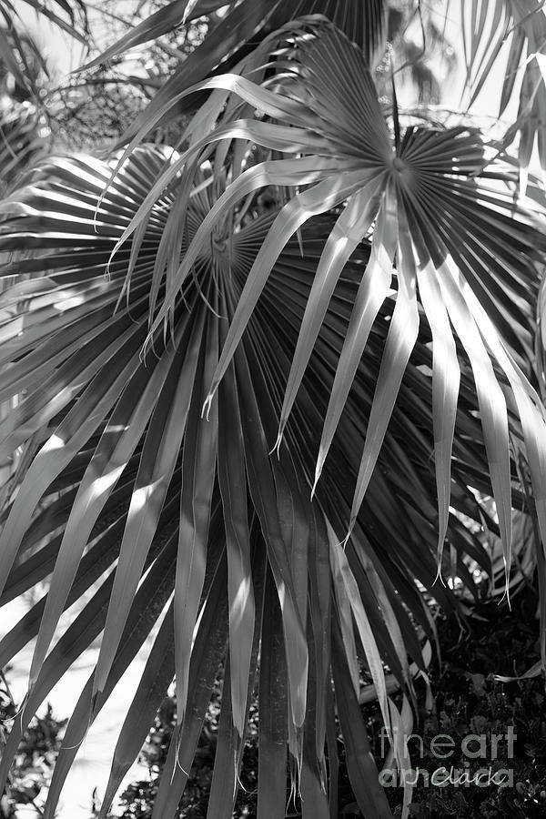 Tree Photograph - Thatch Palm by John Clark