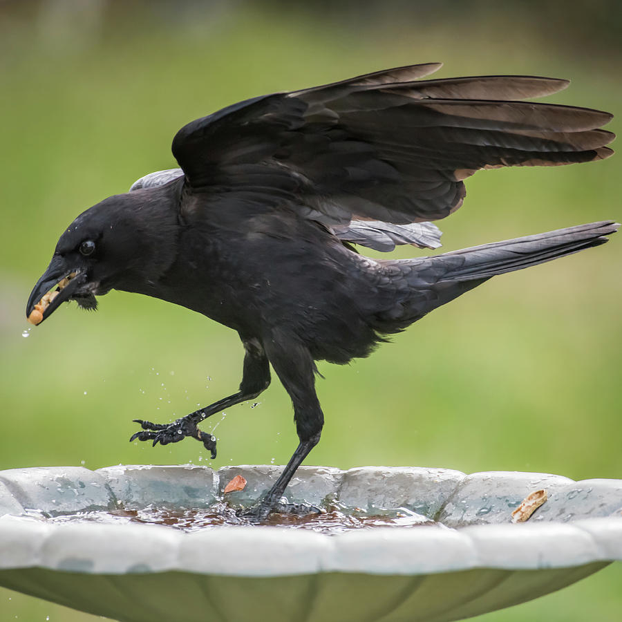 Thats a Mouth Full Black Crow Photograph by Terry DeLuco
