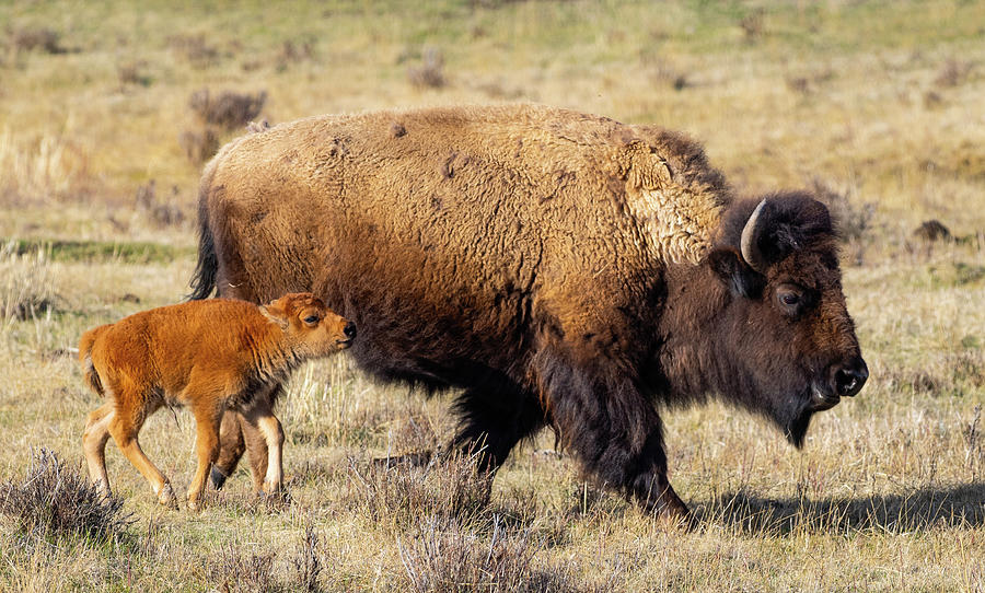 That's My Mom Photograph By Jim Moser - Fine Art America