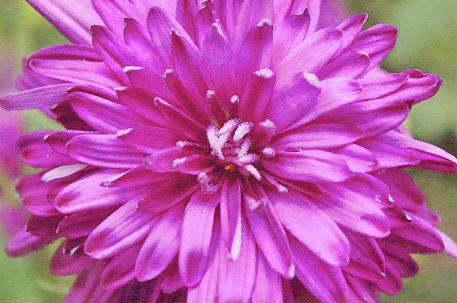Thats Pink Chrysanthemum Flower Digital Art by Gaby Ethington