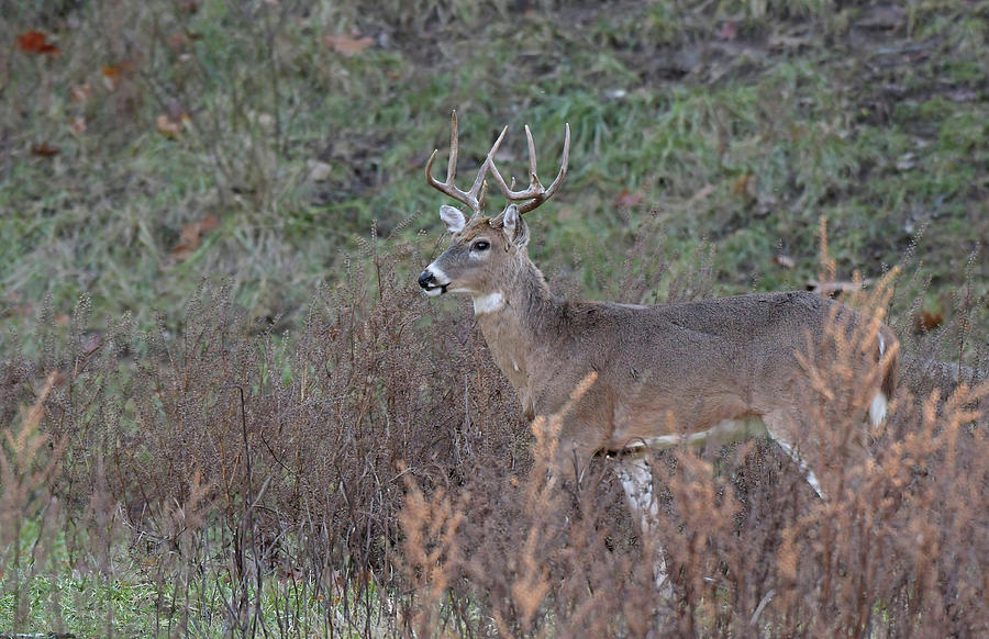 The 9 pt Buck Photograph by Tammi Elbert - Fine Art America