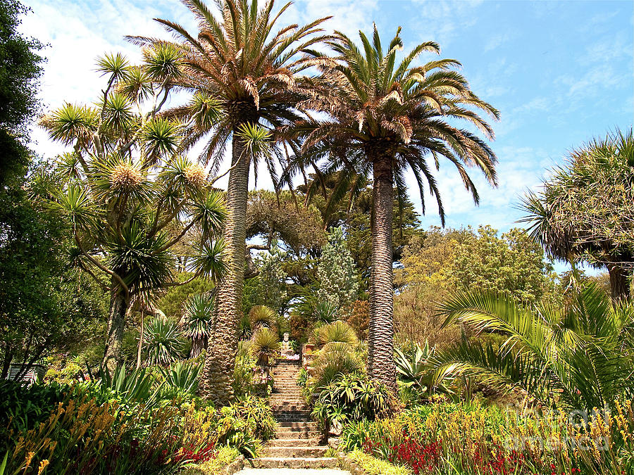 Nature Photograph - The Abbey Gardens on Tresco by Alex Cassels