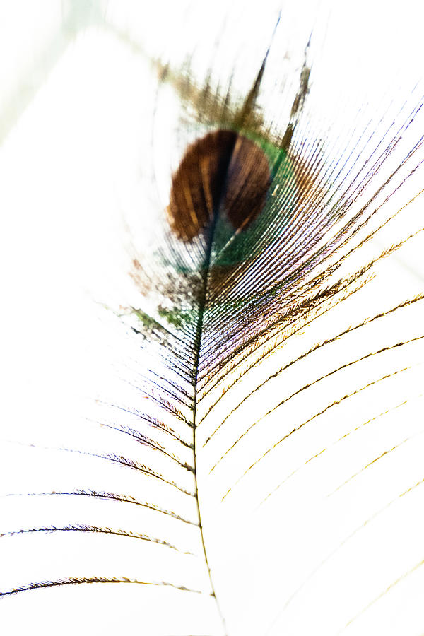 The Abstraction Of A Peacock Feather no. 2 Photograph by Bruce Davis