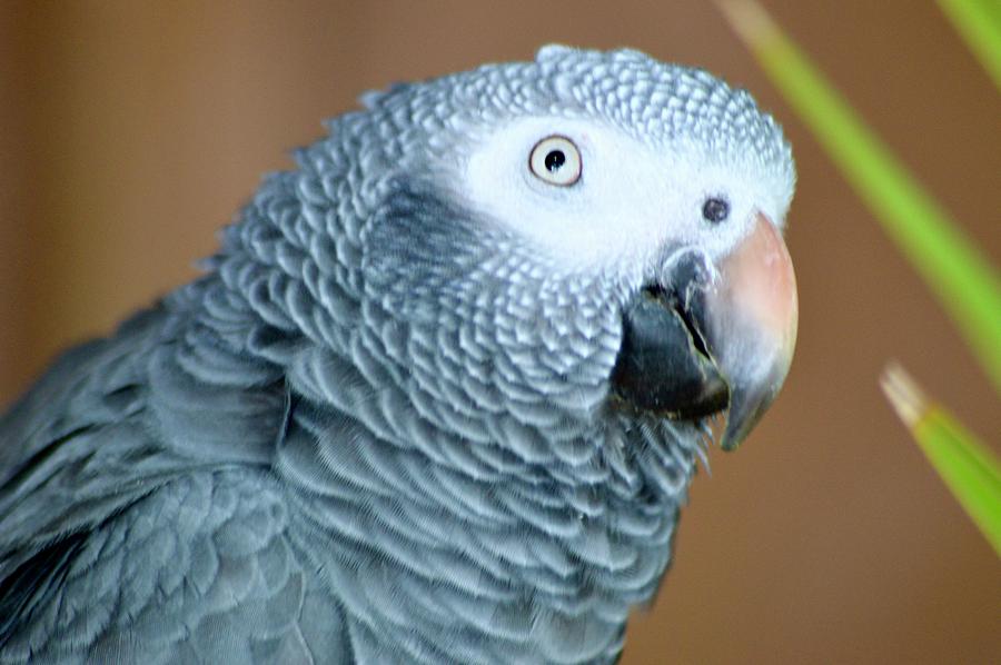 The African Grey Parrot  Photograph by Warren Thompson