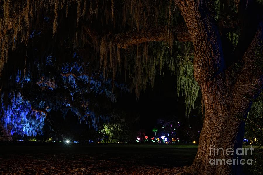 The Airlie Oak at Christmas Photograph by Bo Matthews Fine Art America