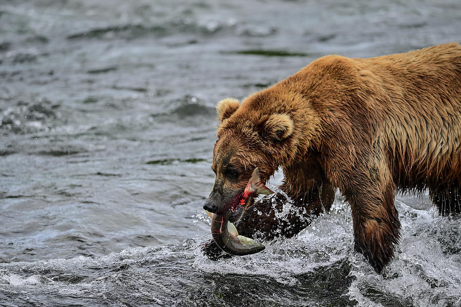 The Alaska Peninsula Brown Bear just caught a Salmon Photograph by Amazing Action Photo Video