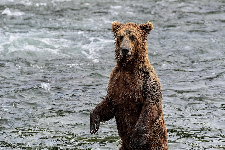 The Alaska Peninsula Brown Bear - Ursus arctos gyas Photograph by Amazing Action Photo Video