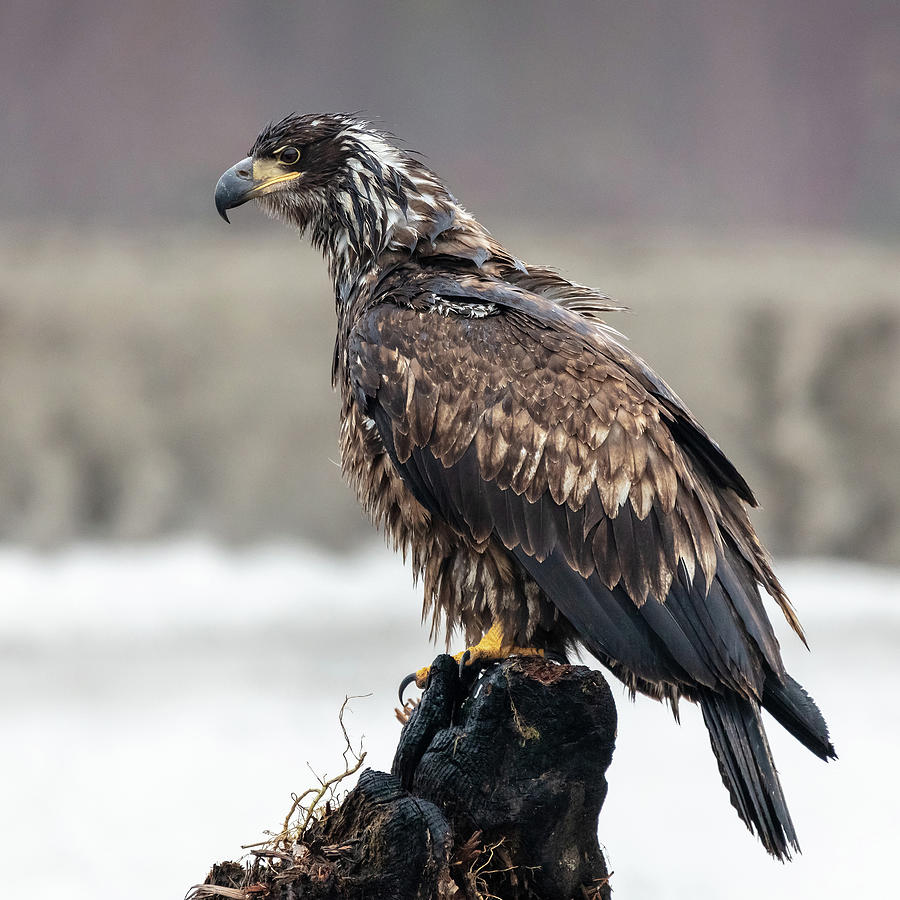 The All Mighty Bald Eagle Photograph by Sqwhere Photo - Fine Art America