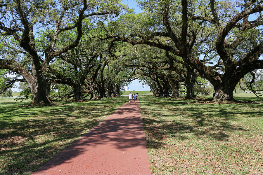 The Alley at Oak Alley Plantation Photograph by Art Block Collections