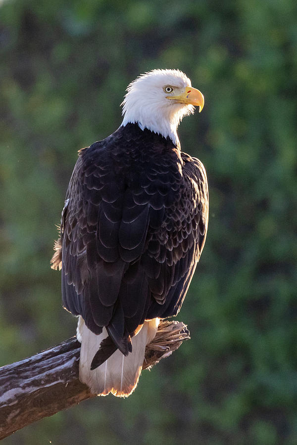 The Almighty Bald Eagle Photograph