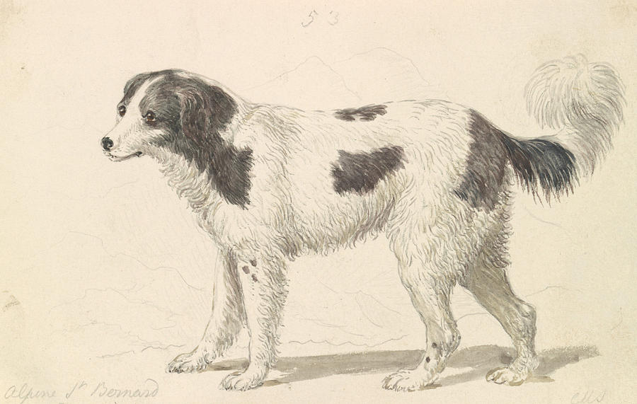 The Alpine, or Great St. Bernard Dog Drawing by Charles Hamilton Smith