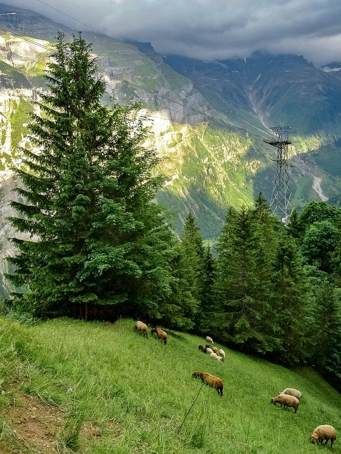 The Alpine Pasture Photograph by Spacewalk - Fine Art America