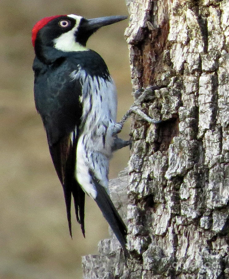 The Amazing Acorn Woodpecker Photograph by Linda Vanoudenhaegen - Fine ...