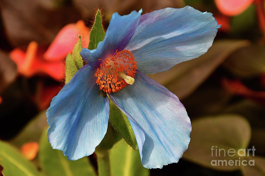 The Amazing Blue Poppy Photograph by Cindy Manero