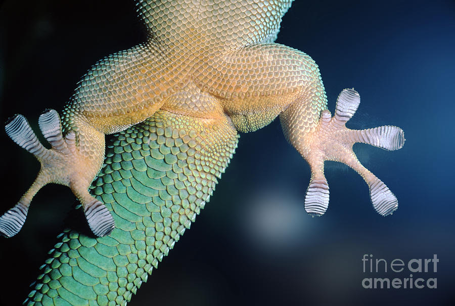 The Amazing Grip of a Madagascar Day Gecko Photograph by Wernher ...