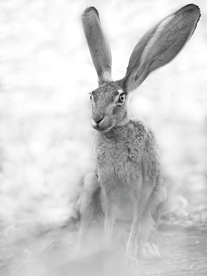 The Amazing Jackrabbit Photograph by Sue Cullumber