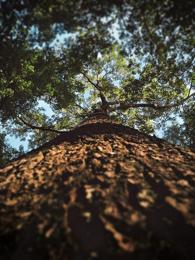 The Amazing Oak Tree Photograph by Jacob Photography - Fine Art America