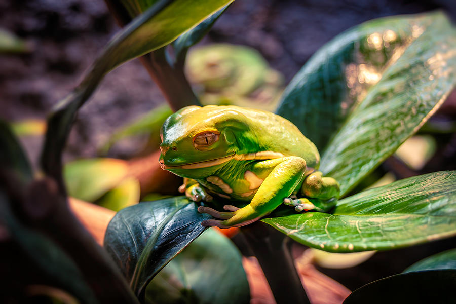 The Ambivalent Amphibian Photograph by Tom Gehrke