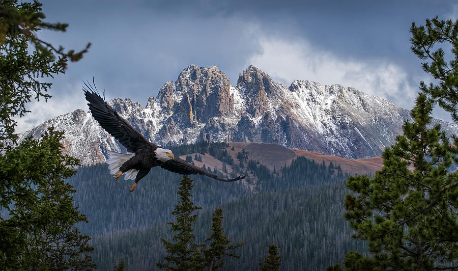 The American Bald Eagle and the Crags Photograph by Vicki Stansbury