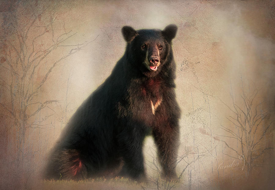 The American Black Bear Painting Photograph by Sandra Js
