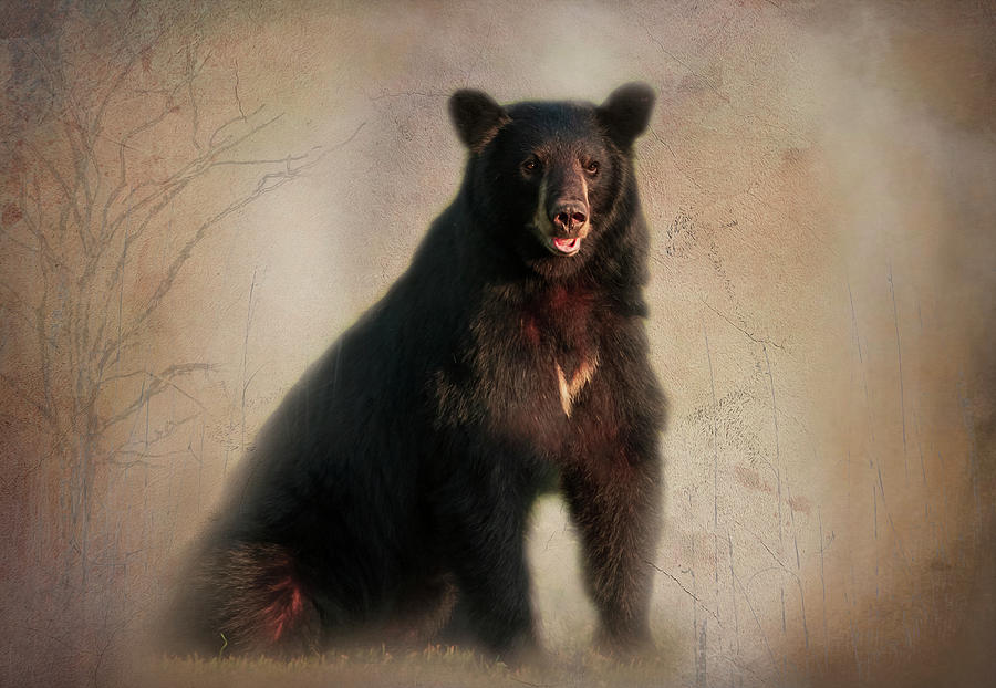 The American Black Bear Photograph by Sandra Js