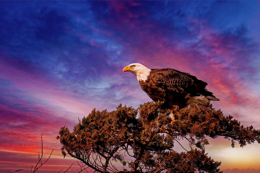 Eagle Photograph - The American Way by Geraldine Scull