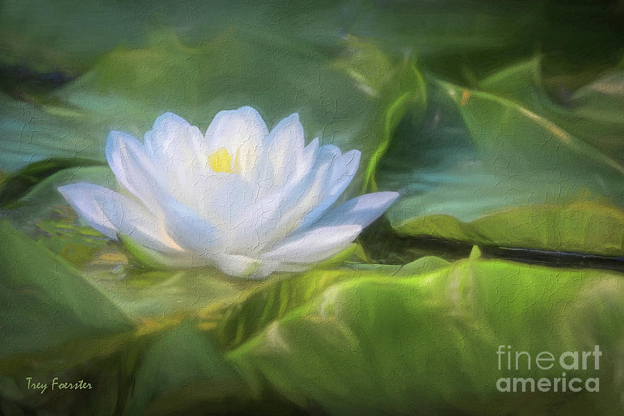 The American White Water Lily Digital Art by Trey Foerster