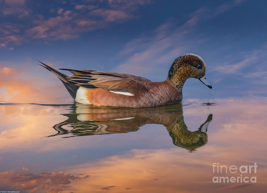 Wildlife Photograph -  The American Wigeon by Mitch Shindelbower