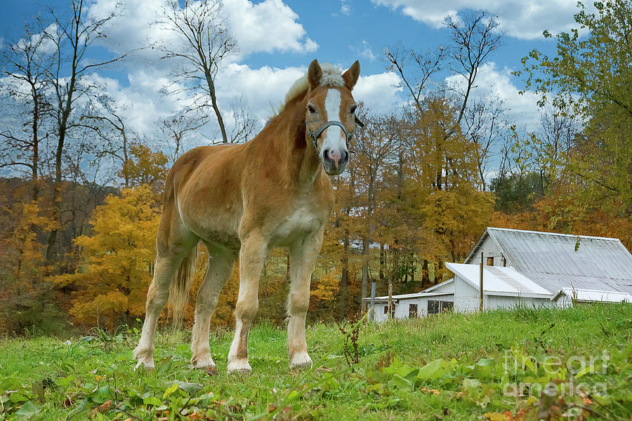 The Amish Sentinel  Photograph by Janice Pariza