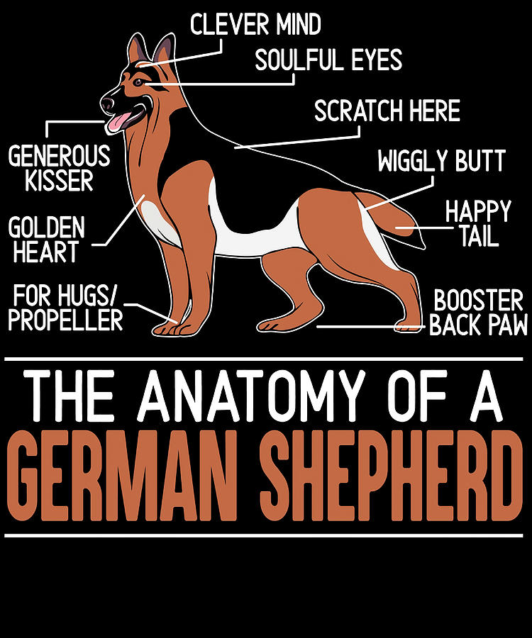 The Anatomy Of A German Shepherd Funny Dog Puppy Painting by Roxanne ...