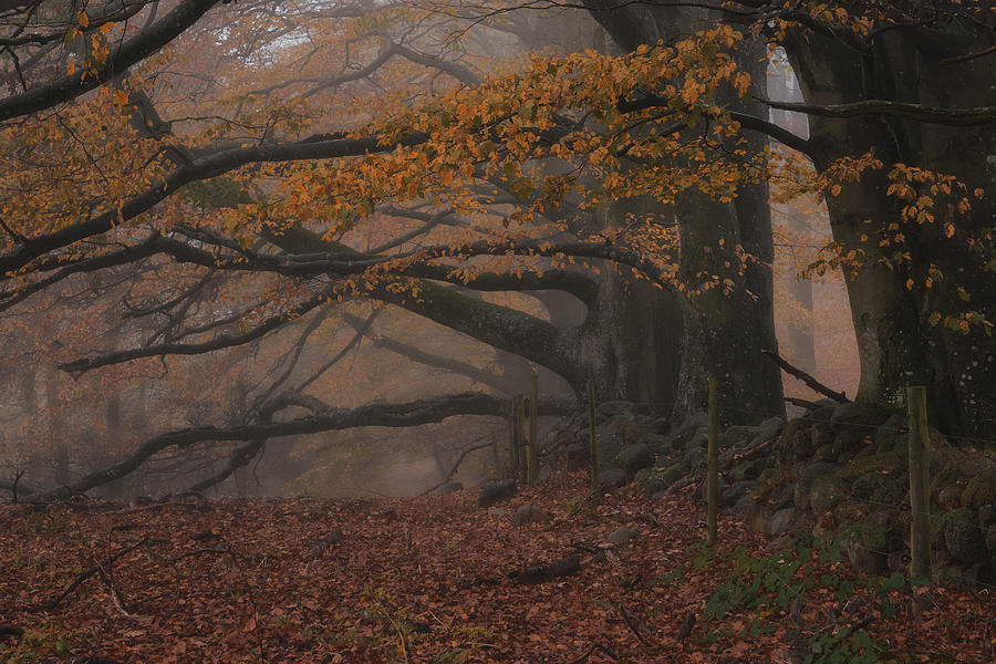 The Ancient Forest Photograph by Inerro Land - Fine Art America