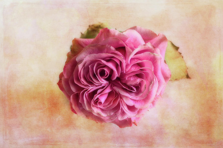 The ancient Italian rose Photograph by Rita Di Lalla | Fine Art America