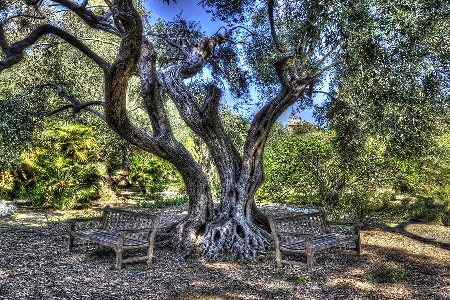 THE ANCIENT TREE AND THE TWO BENCHES - LALBERO ANTICO e LE DUE PANCHINE Photograph by Enrico Pelos