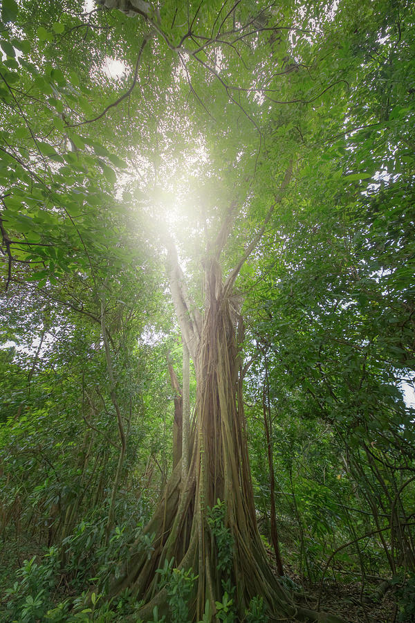 The Ancient Tree Photograph by Mark Andrew Thomas
