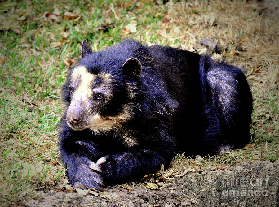 The Andean Bear Photograph