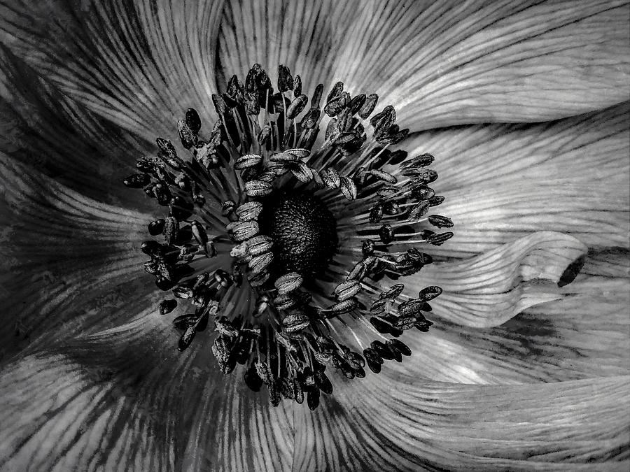 The Anemone in Black and white Digital Art by Steve Taylor