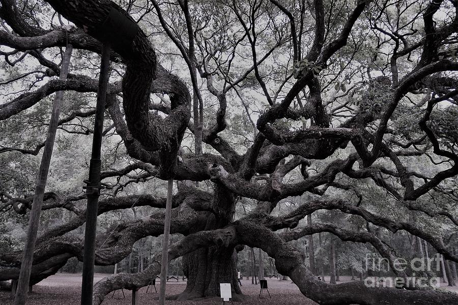 The Angel Oak BW Photograph by Groover Studios