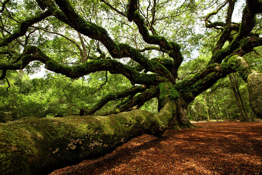 The Angel Oak Photograph by Doug McPherson The Angel Oak Photograph by Doug McPherson