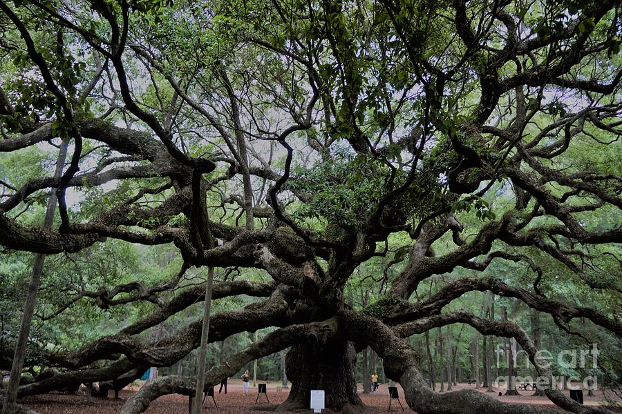 The Angel Oak #1 Photograph by Groover Studios