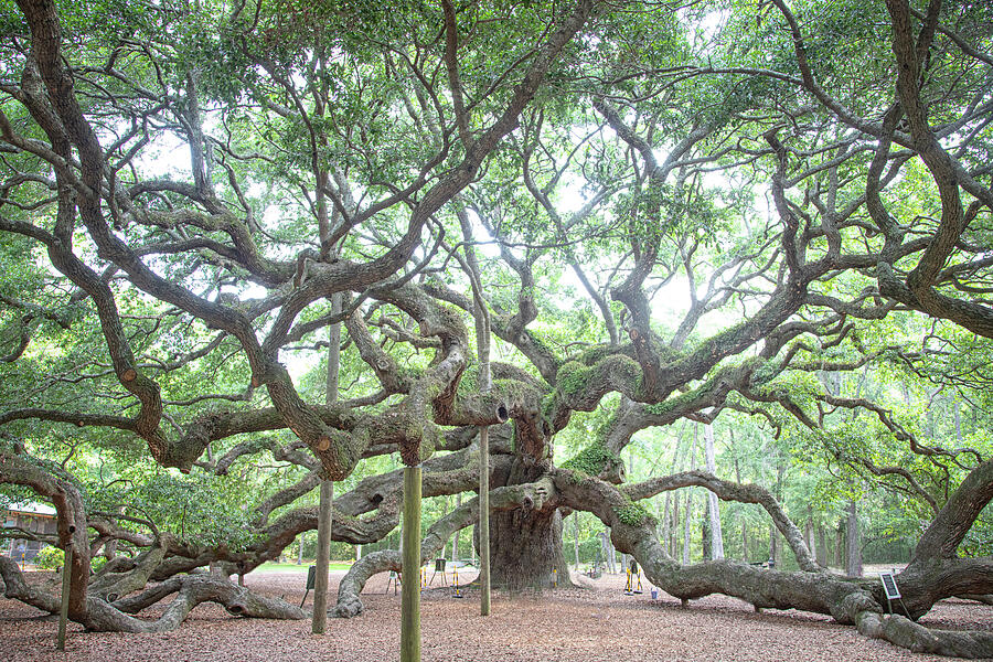 The Angel Oak of John's Island - the Tree of Life Photograph by Bob ...