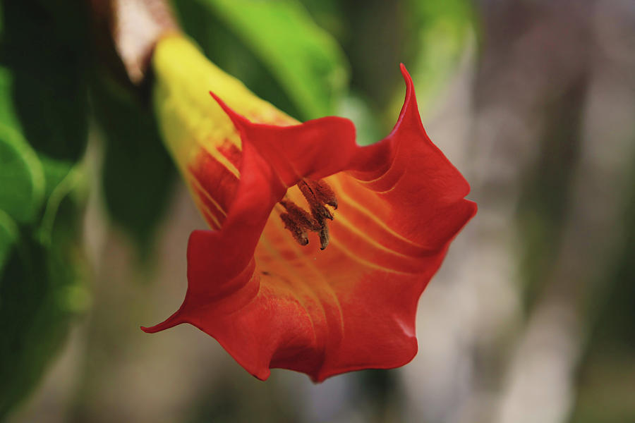 Flower Photograph - The Angels Trumpet by Laurie Search