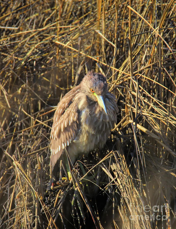 The Angry Bittern Photograph by Karen Silvestri The Angry Bittern Photograph by Karen Silvestri