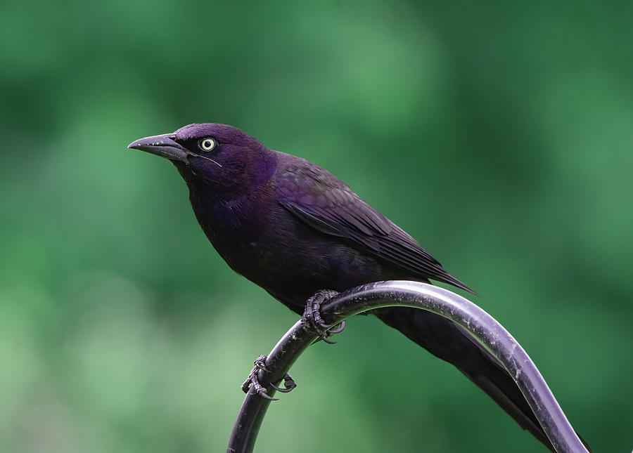 The Angry Grackle Photograph by Chad Meyer