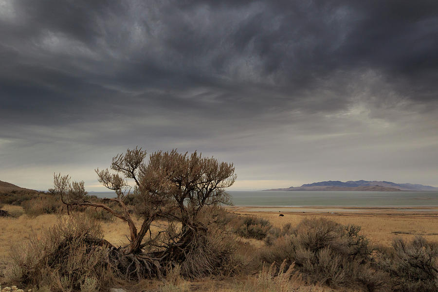 The Answer Is Blowing In The Wind Photograph by Joan Escala Usarralde ...