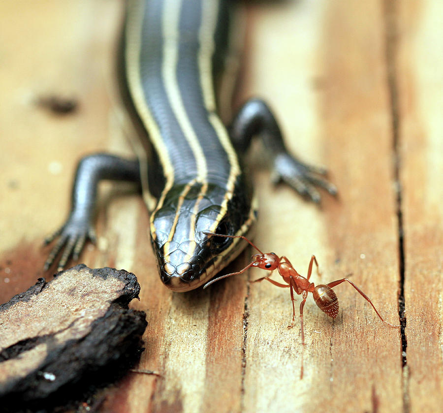 Fearless Ant Photograph by Doug McPherson