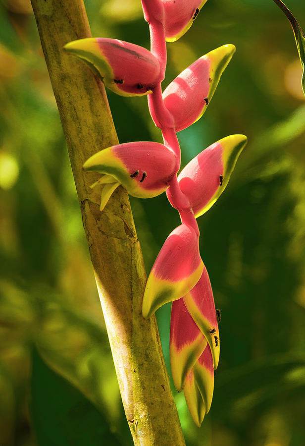 The Ants Enjoy the Heliconia Rostrata Plant Mixed Media by Pheasant Run Gallery