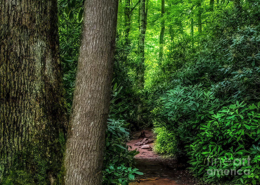 The Appalachian Trail 2 Photograph by Shelia Hunt